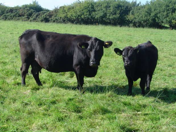 7 facts about Black Angus cattle