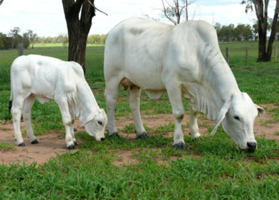 Brahman Cattle International Series