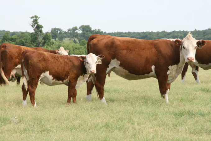 The History of Hereford Cattle 