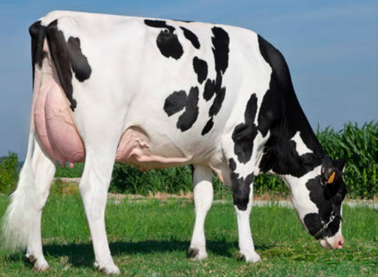 Image result for Holstein Friesian