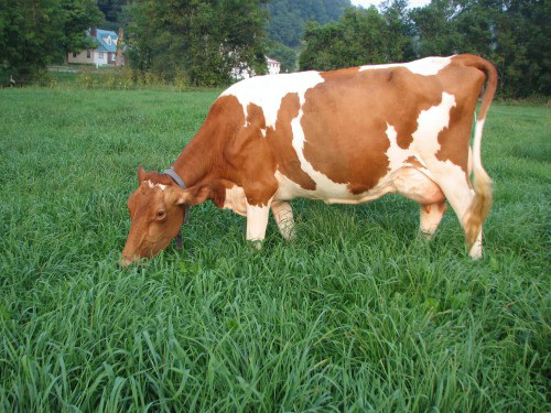Image result for guernsey cow
