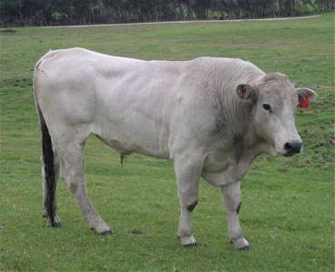 chianina show cattle