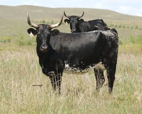 Corriente - Cattle International Series