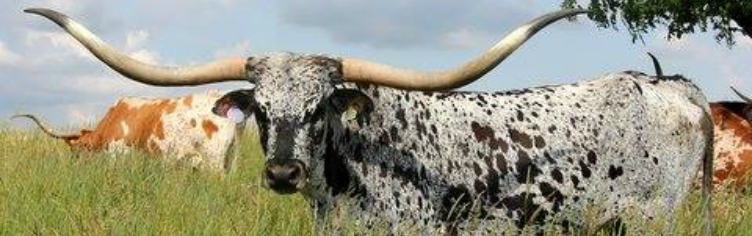 TEXAS Long horn Steer Cow Bull square Concho-1 1/2" 