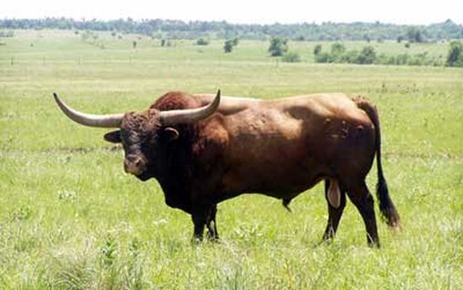BULLS Longhorn Tapis Bull Head 